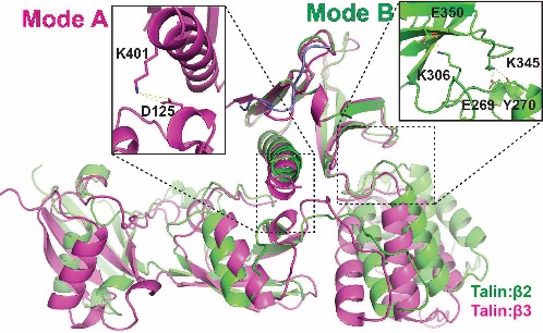 Species-specific interaction of talin and integrin Mode A and Mode B