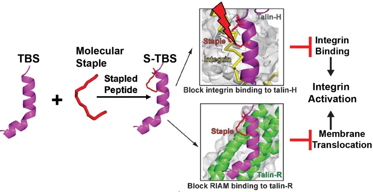 TBS Peptide and Integrin Activation