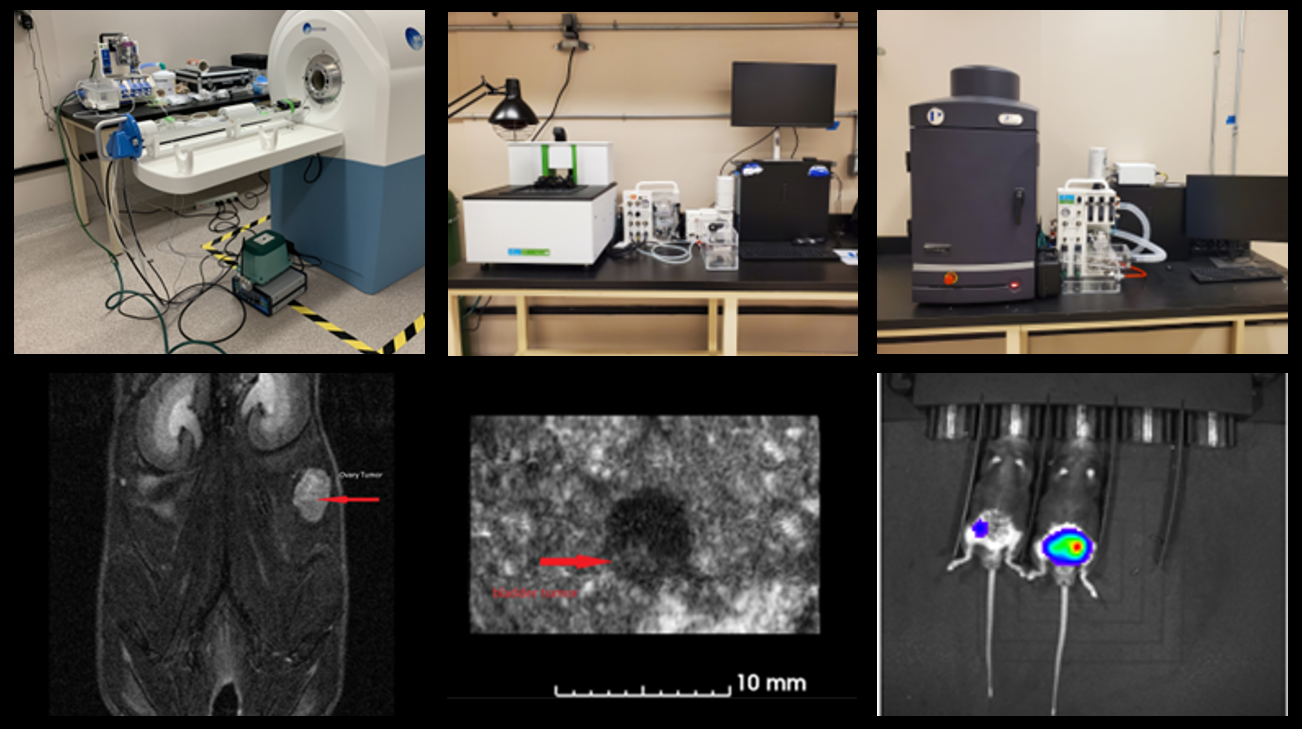 small animal imaging