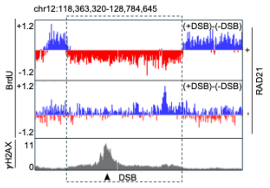 Sequencing approaches to pinpoint damaged chromatin (𝛾H2AX ChIP-seq) and assess its effect on DNA replication (BrdU-seq)