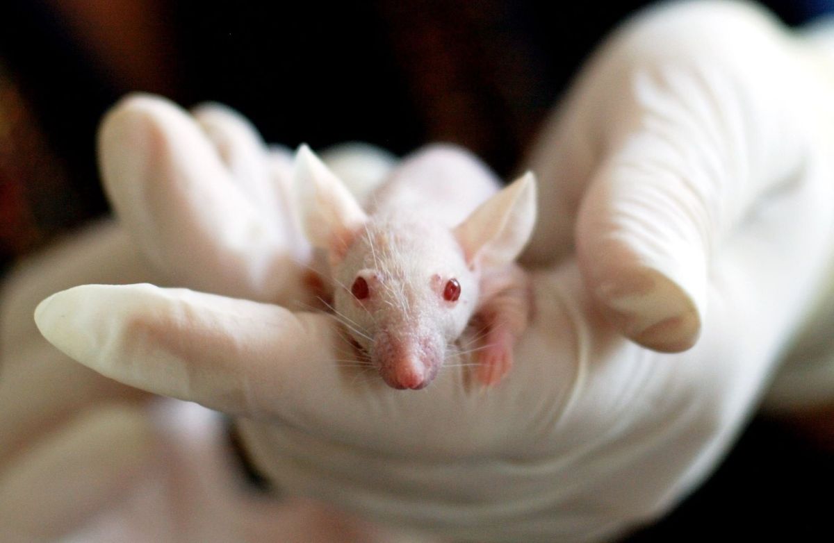 Older Mice May Offer New Insight Into Cancer and Aging | Fox Chase ...