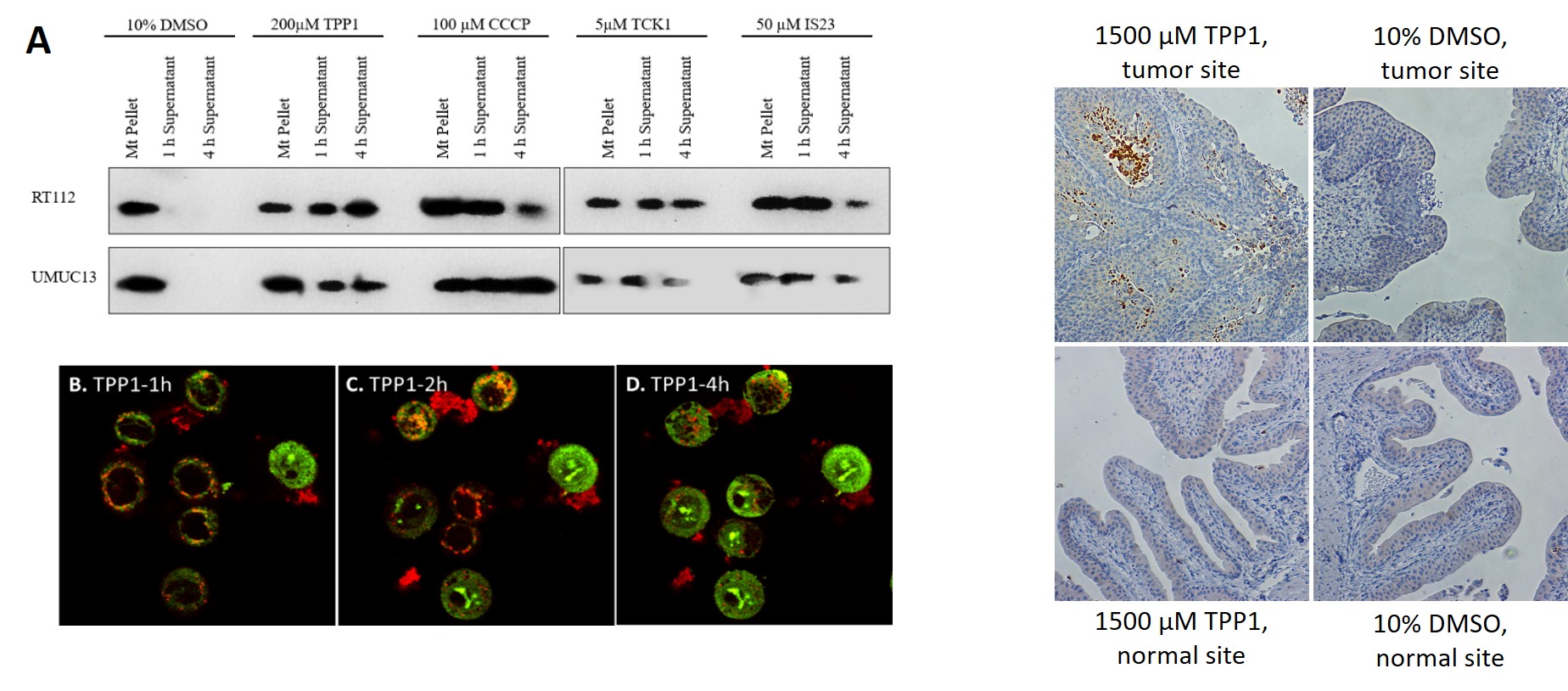 <b>Imidazolium salts are direct mitotoxins and have activity in vivo.</b> (A) Immunoblot showing the release of cytochrome C from a mitochondrial pellet into supernatant after treatment with vehicle, CCCP (mitochondrial membrane depolarizing agent, positive control), TPP1, TCK1, or IS23. Representative images from JC-1 exposed RT112 cells (B) 1h, (C) 2h, and (D) 4h after a treatment with 200 µM TPP1. Orange/red staining labels polarized mitochondria, and green labels depolarized mitochondria. Green stainin