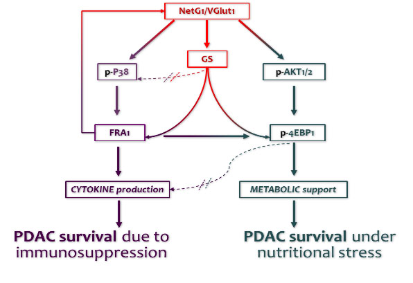 Signaling NetG1 axis. Cartoon depicting the signaling pathways and resulting cell functions driven by NetG1 in CAFs as reported in Francescone & Vendramini-Costa et al Cancer Discovery 2020.