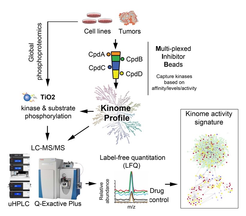 Defining kinome activity signatures in cell lines and tumors using Multiplexed Inhibitor Beads and Mass Spectrometry (MIB-MS) combined with global phosphoproteomics.