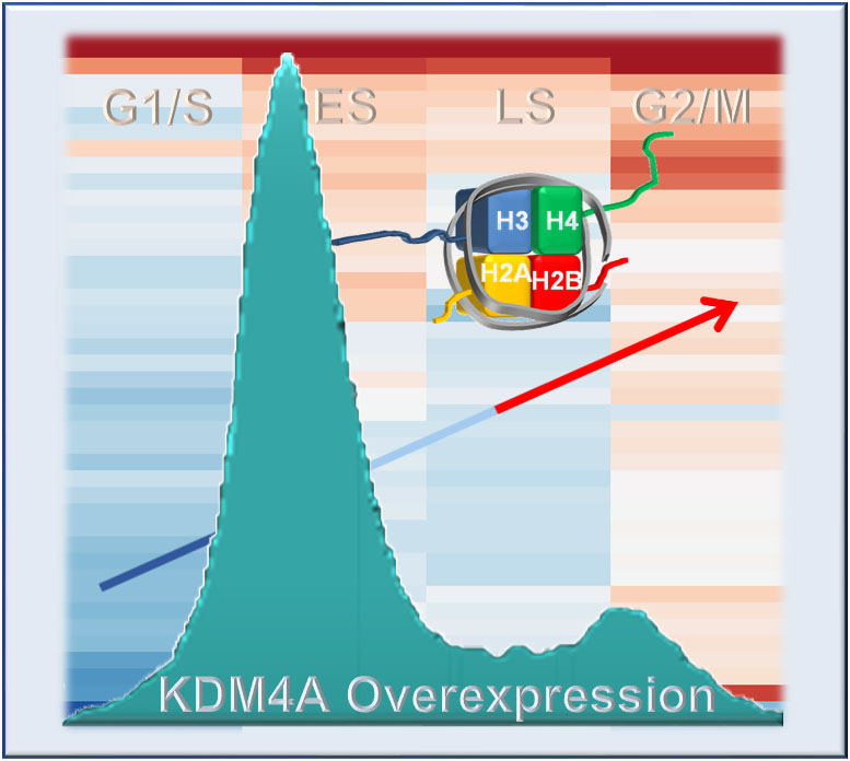 The cartoon captures the studies published in Van Rechem et al. (2020). The cell phase that was sequenced in the KDM4A overexpressing cells is shown with the blue and red heatmap of genes changing upon KDM4A overexpression behind the cell cycle profile. The arrow going from low to high illustrates KDM4A increased histone gene expression.