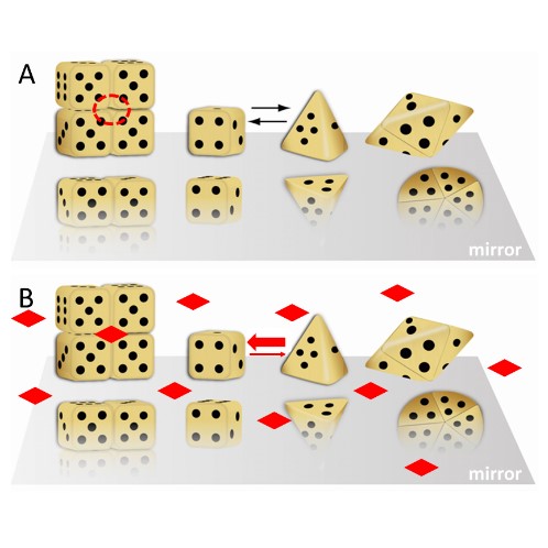 A dice based illustration of the morpheein phenomenon wherein alternate protomer conformations produce alternate assemblies that have alternate physiologically relevant functions. (A) Cubic and pyramidal dice are used as symbolic representations of alternate conformations of a protomer that can self-assemble through association of two complementary surfaces.  These are the die face with one and with four dots.  The tetramer resembles a stack of boxes; the pentamer resembles a flying saucer. The red dashed c