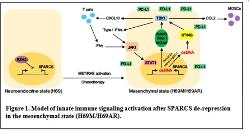 Model of innate immune signaling activation after SPARCS-ERV de-repression in the SCLC mesenchymal state.
