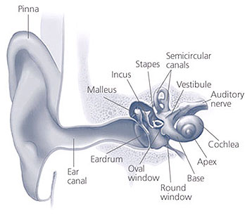 The auditory system Source: NIH/NIDCD