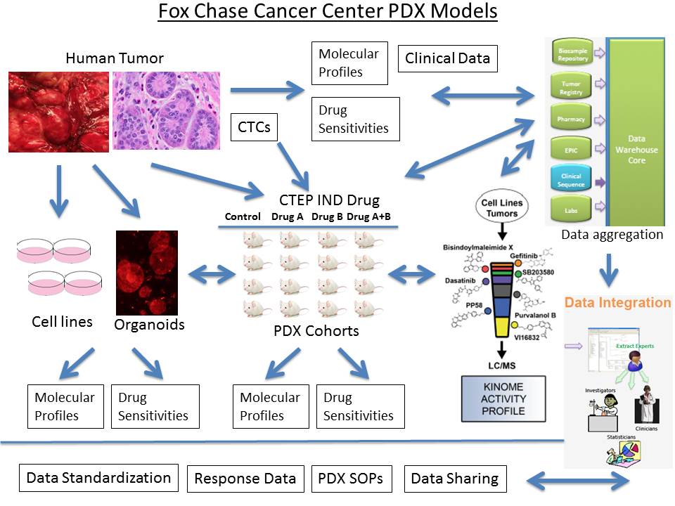 Fox Chase Cancer Center PDX Models