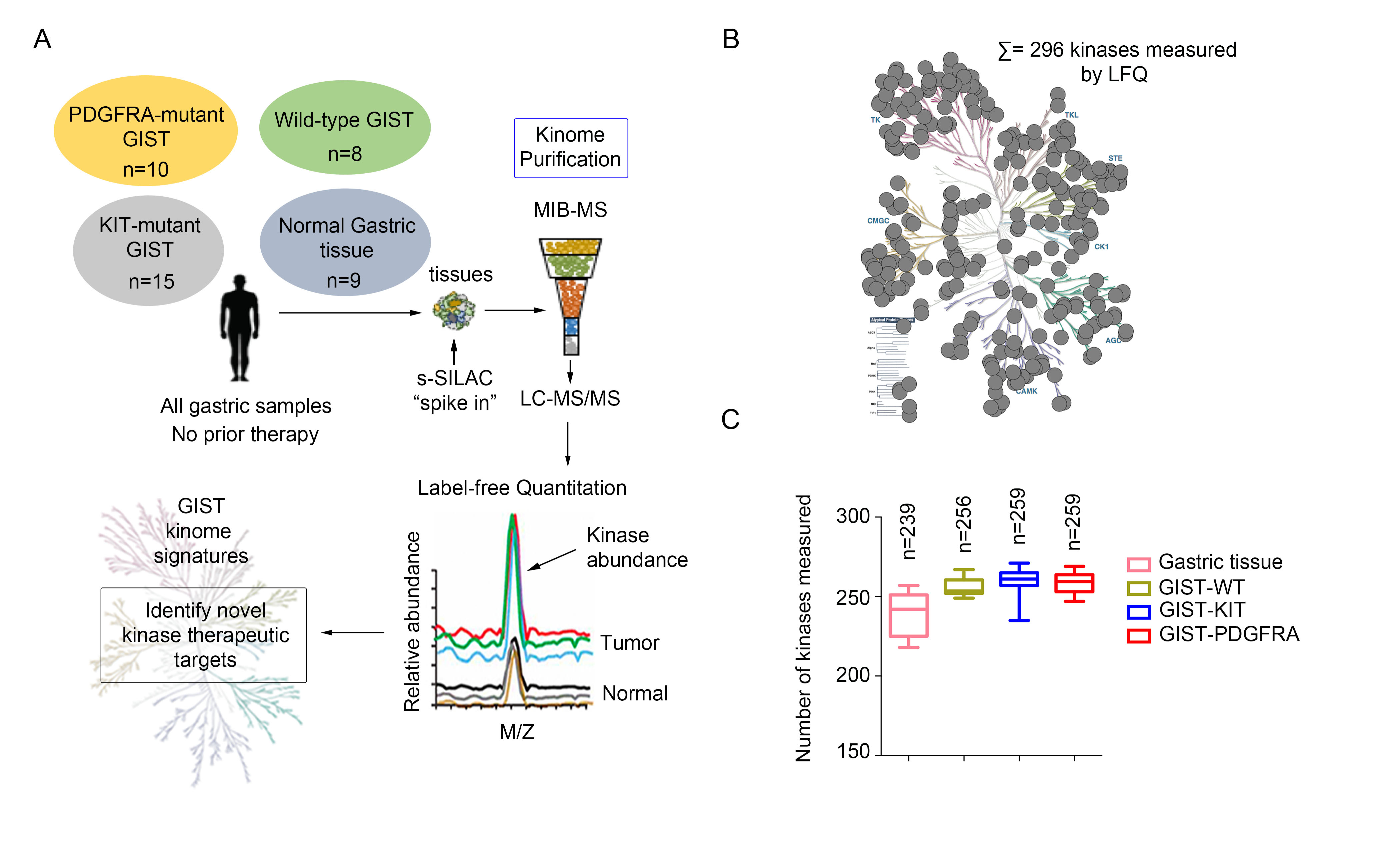 Characterizing the GIST kinome in primary tumors using MIB-MS to identify novel therapeutic targets.