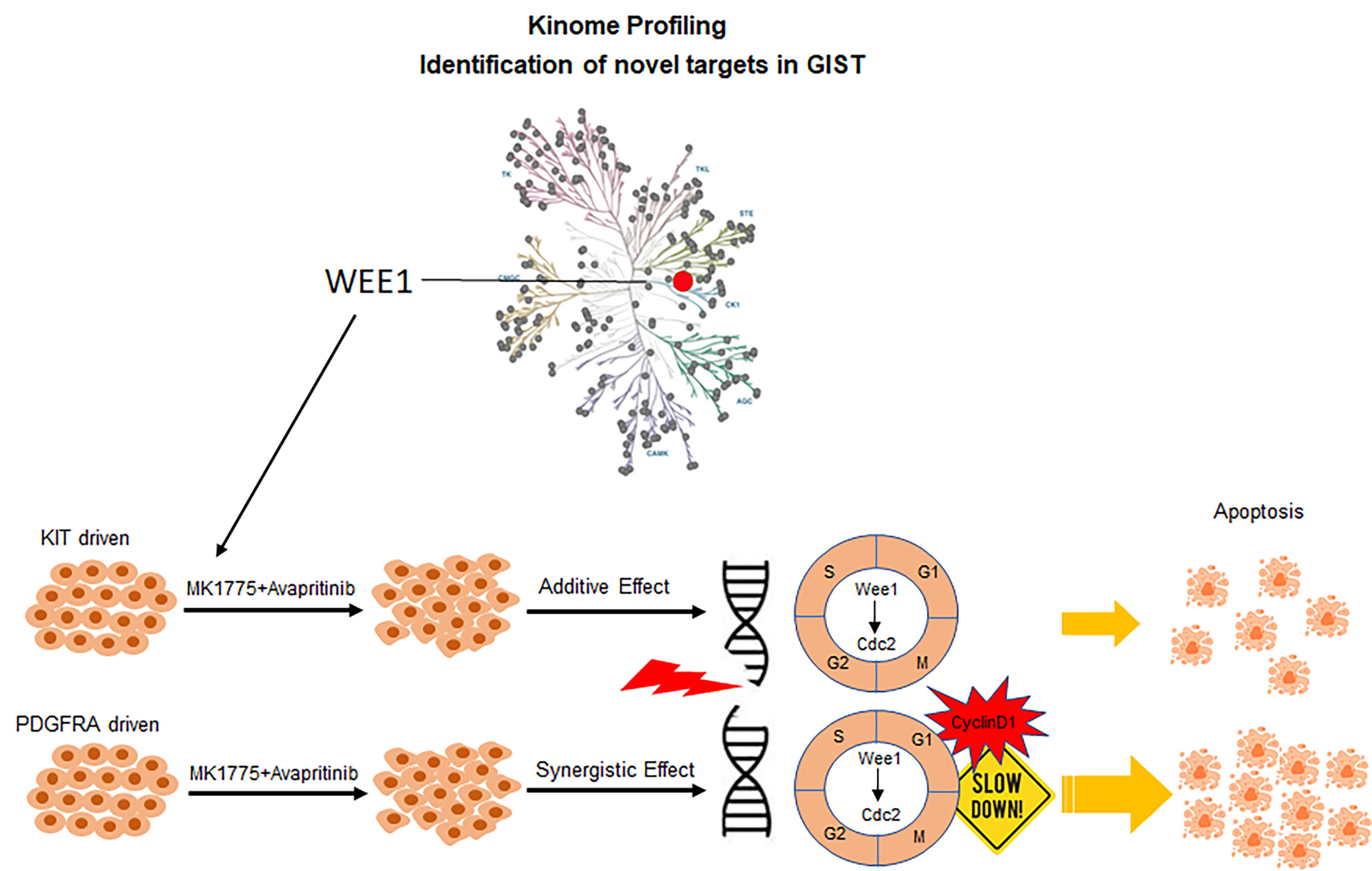 Combination of MK-1775 and avapritinib leads to increased DNA damage, cell cycle dysregulation and ultimately apoptosis