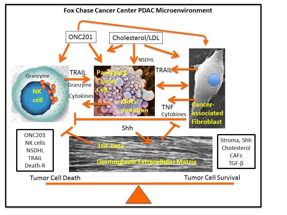 Fox Chase Cancer Center PDAC Microenvironment