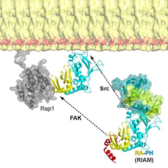 RIAM autoinhibition and activation. The RA (yellow) and PH (cyan) segments of RIAM drive the PM (yellow/red surface) translocation of RIAM, which requires the interactions of Rap1(gray):RA and PI(4,5)P2:PH. The “IN” (red helix) inhibits the RAP1:RA interaction, and the PI(4,5)P2:PH interaction is suppressed by homo-oligomeric interaction, in which the PI(4,5)P2 binding site is masked by the PH segment in the RIAM oligomer (cyan surface). The two binding sites can be unmasked by FAK and Src phosphorylati