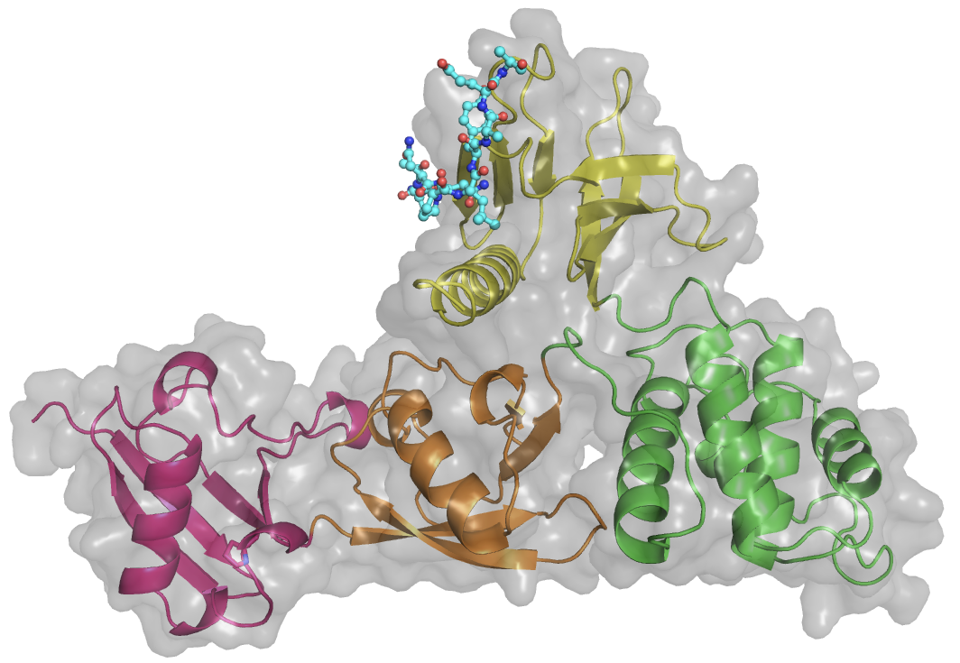 Crystal structure of talin head in a FERM-folded configuration. Overall structure of talin head domain in complex with integrin β3 peptide (PDB code: 6VGU). Talin head is shown in cartoon and surface. The F0 domain is in red. The F1, F2, and F3 subdomains of the FERM domain are in orange, green, and yellow, respectively. Bound β3 is shown in stick representation.