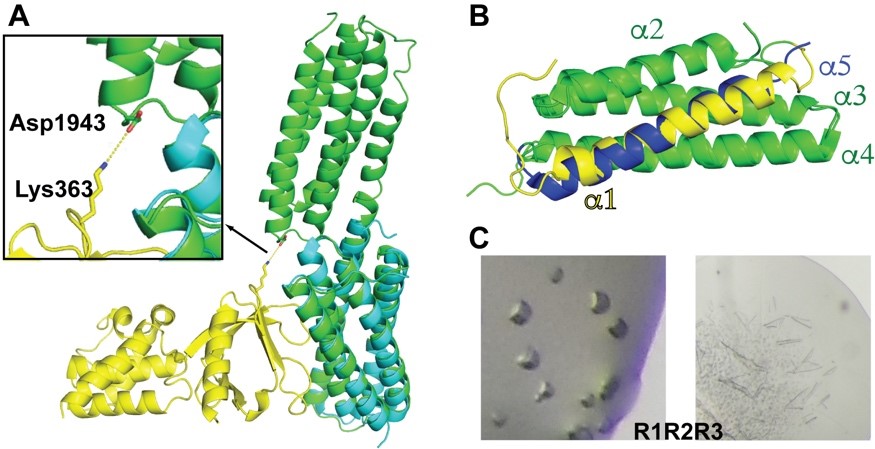 A. Crystal structure of R9R10. R9R10 structure (green) is superimposed with the structure of F2F3 (in yellow) in complex with the R9 domain (in cyan). A putative interaction between the R10 and the F3 domains is highlighted in the inset box. B. NMR structures of two R3 domains (1U89: <α>1-<α>4; 2L7A: <α>2-<α>5). C. Two crystal forms of R1R2R3.