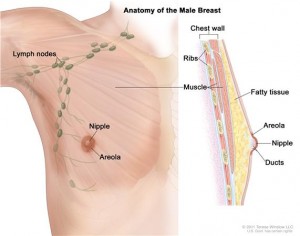 An anatomical diagram of a man's breast, showing the lymph nodes, duct, muscle, fatty tissue, ribs, chest wall, and more.