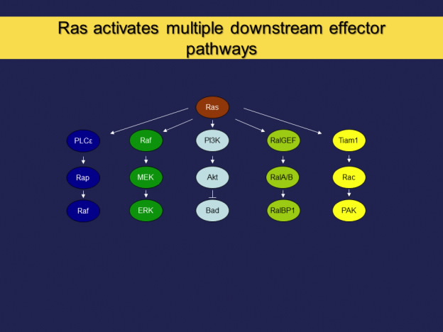 Ras activates multiple downstream effector pathways