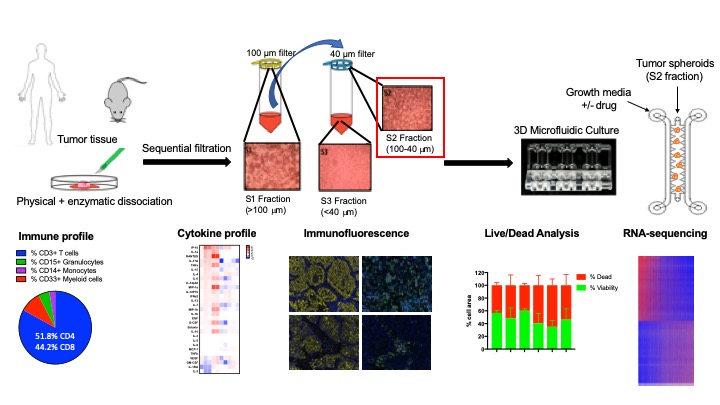 Generation of Murine and Patient-Derived Organotypic Tumor Spheroids (MDOTS/PDOTS).