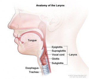 A diagram showing the anatomy of the larynx in the neck, including the epiglottis, supraglottis, vocal cord, glottis, and subglottis.