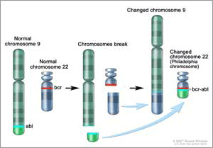 blood cell development