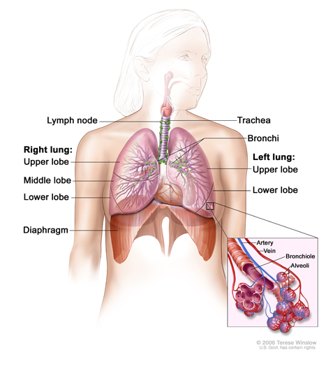 Anatomy of the respiratory system, showing the trachea and both lungs and their lobes and airways. Lymph nodes and the diaphragm are also shown. Oxygen is inhaled into the lungs and passes through the thin membranes of the alveoli and into the bloodstream (see inset).
