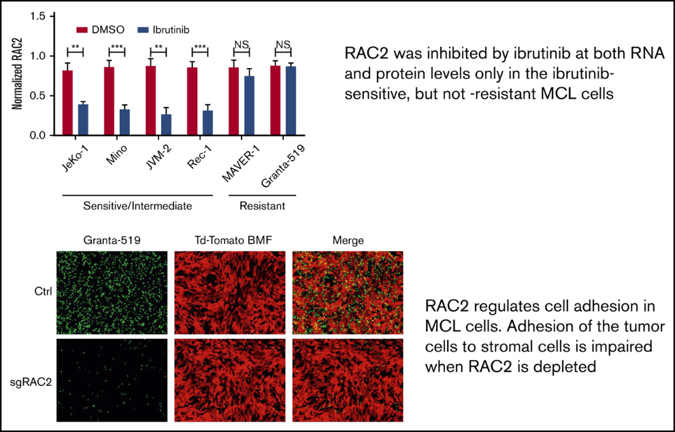 Inhibition of B-cell receptor signaling disrupts cell adhesion in mantle cell lymphoma via RAC2