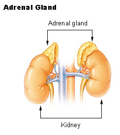 A diagram depicting the adrenal glands right above the kidneys.
