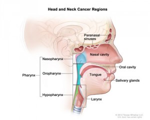 A diagram showing various head and neck cancer regions, including the postnasal sinuses, the pharynx, the oral cavity, and more.