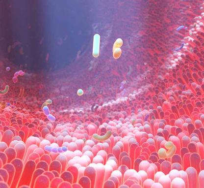Link to /sites/default/files/styles/card/public/Gut%20microbiome_0.jpg?h=2240b8e9&itok=Gmyml8Xh