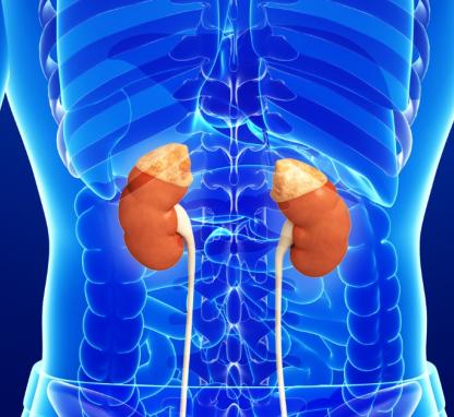 Link to /sites/default/files/styles/card/public/adrenal%20tumor.jpg?h=2240b8e9&itok=scS8N0X4