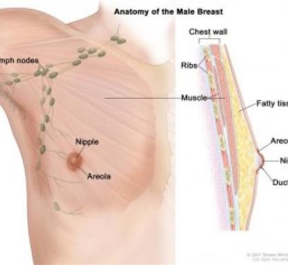 Link to /sites/default/files/styles/card/public/images/blog/thumb/breast-cancer-men-300x236.jpg?h=091034fe&itok=yQFTYM51