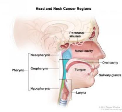 Link to /sites/default/files/styles/card/public/images/blog/thumb/headandneck-diagram-300x240_0.jpg?h=19343526&itok=vXhiqIwa
