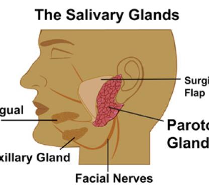 Link to /sites/default/files/styles/card/public/images/blog/thumb/salivary_glands.jpg?h=cd335aa6&itok=bsK3ctvD