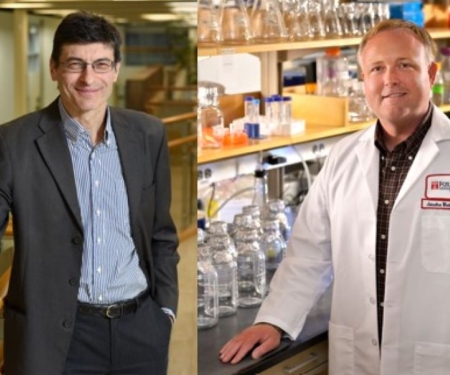 Bellacosa and Whetstine