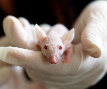 lab mouse