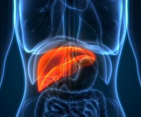 Link to /sites/default/files/styles/post_teaser_image_300x250_/public/Fatty%20Liver%20Disease%20Blog%20Photo_0.jpg?h=2240b8e9&itok=9sgP2aVW