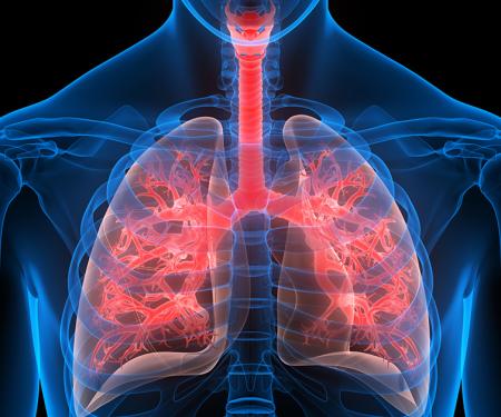 A digital rendering of red colored lungs inside of a transparent blue chest.