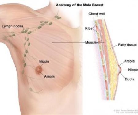 An anatomical diagram of a man's breast, showing the lymph nodes, duct, muscle, fatty tissue, ribs, chest wall, and more.