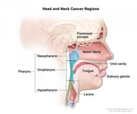 Link to /sites/default/files/styles/post_teaser_image_300x250_/public/images/blog/thumb/headandneck-diagram-300x240_0.jpg?h=19343526&itok=CiJmvvcM