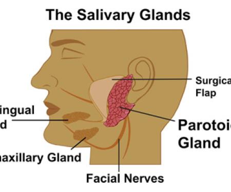 A diagram showing the salivary glands in the face, including the sublingual gland, submaxillary gland, and paratoid gland.