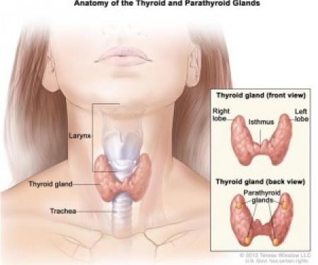 Link to /sites/default/files/styles/post_teaser_image_300x250_/public/images/blog/thumb/thyroid-nci-300x263.jpg?h=6b09034b&itok=px4cTHJN