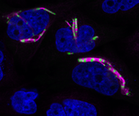 Link to /sites/default/files/styles/post_teaser_image_300x250_/public/images/news/thumb/Cover_Image_CCDC170.png?h=d37ab0c5&itok=4xeRAUWE