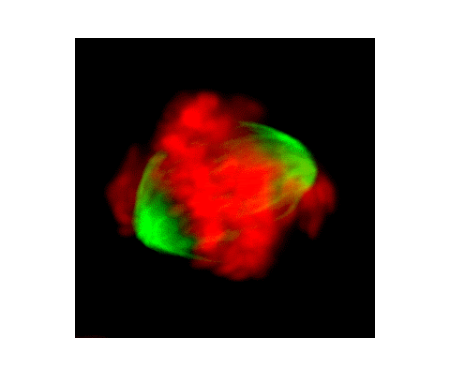 Gene Increases Predisposition