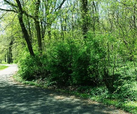 Link to /sites/default/files/styles/post_teaser_image_300x250_/public/nature-comfort-cancer-patients.jpg?h=215a277b&itok=TraH1y0I