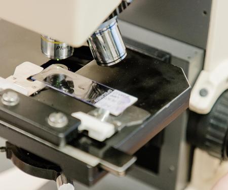 A closeup photo of a small glass slide under a microscope, a hand adjusting the focus knob to the side.