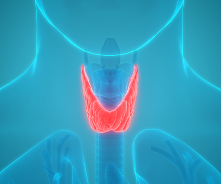 A digital rendition of a person's neck and shoulders, transparent to highlight the thyroid in the base of neck.