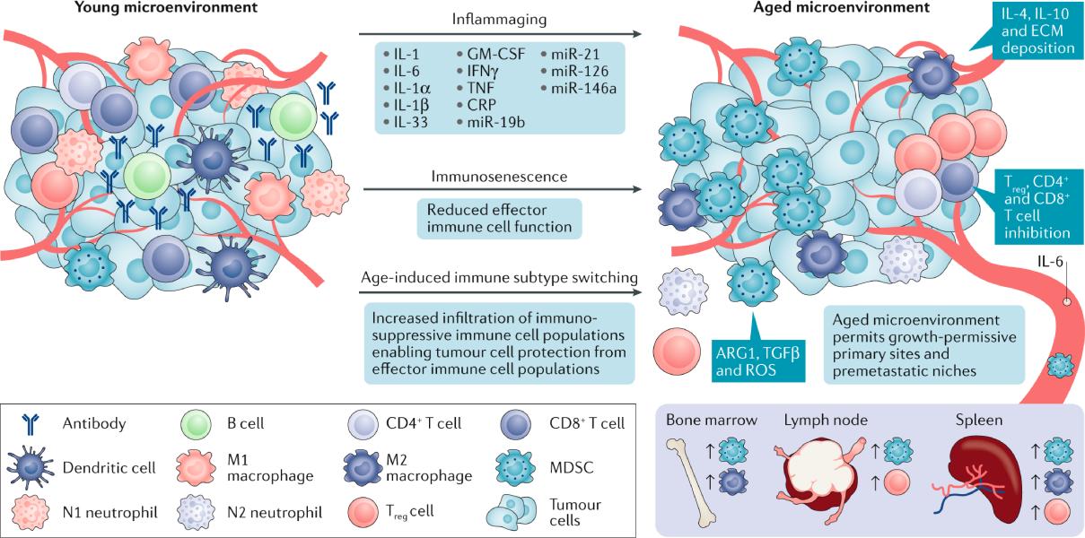 diagram of young environment vs. aged environment where the aged permits growth-permissive primary sites and premetastatic niches