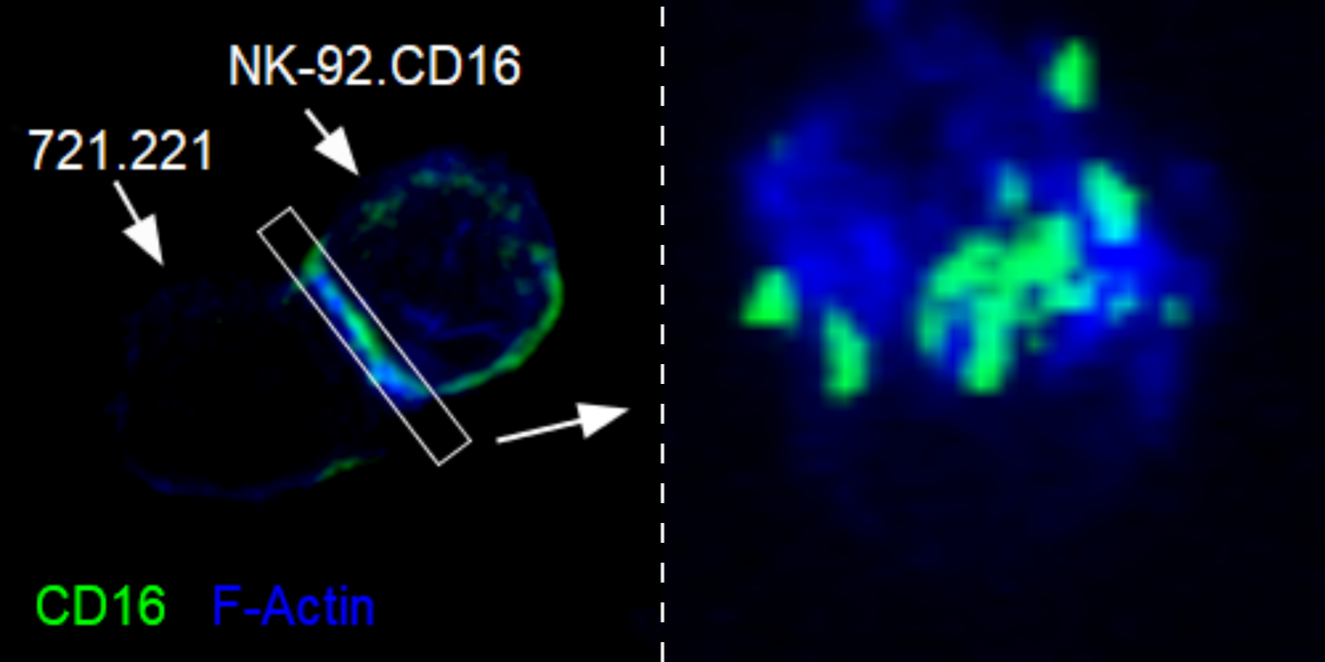 Campbell Slide NK-92 CD16 Synapse