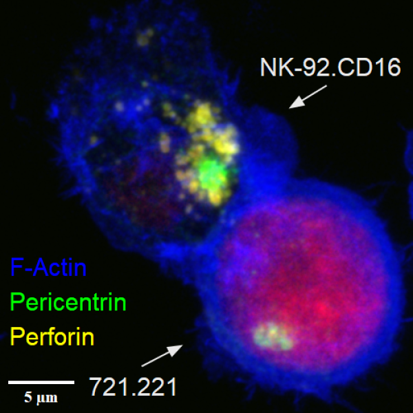 Campbell Slide NK-92 Polarization