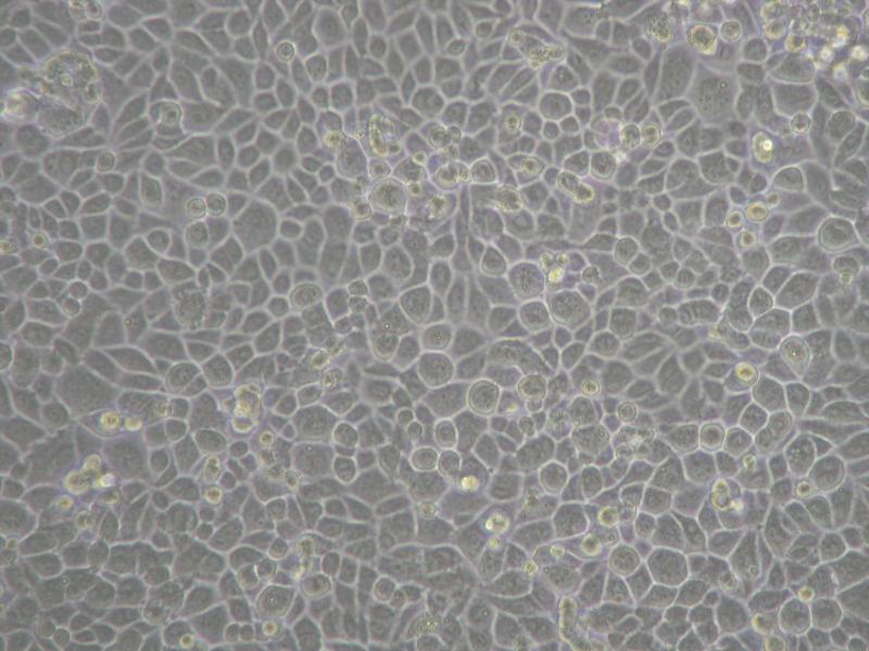 Mouse Mammary Epithelial Cells